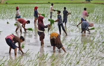 ﻿India's rice planting gathers pace as monsoon rains revive