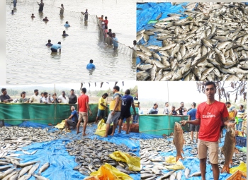 Farmers net bumper catch of fresh water fish at Mai Tollem