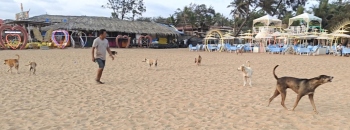Child’s death a wake-up call as stray dogs run riot in Goa