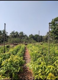 Transformation of Kalay farm into a profitable venture