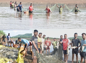 Paddy to fish: Novor Khazan farmers reap bumper harvest