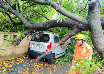 Vehicle damaged in tree collapse