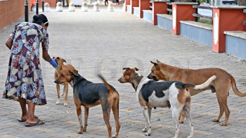 DSPCA urges compassion, warns of legal action against animal cruelty after Navelim dog shooting incident