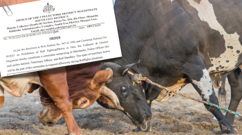 ﻿South Goa sets up vigilance teams to tackle illegal bullfighting