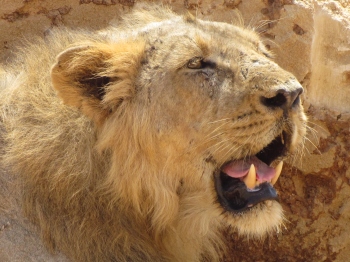 ﻿The lions that left the jungle