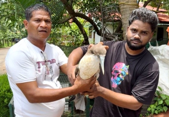 Sea bird rescued from Dicarpale paddy field