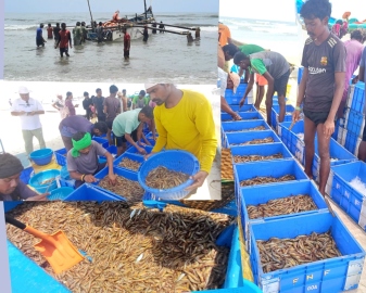 Solar shrimp bonanza for Salcete fishermen as new season begins