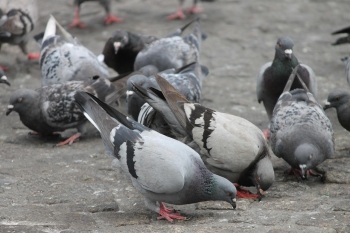 ﻿Pigeons ruffle feathers in House