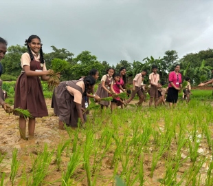St Xavier’s students learn paddy farming in Curtorim