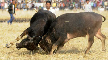 ﻿Goa govt makes microchipping of bulls mandatory to curb illegal 