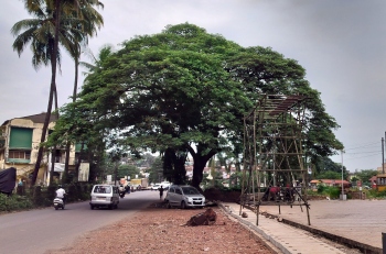 Leaf it alone! Mapusa’s 40-year-old rain tree survives axe