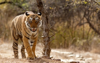 ﻿Minister strongly objects to proposed tiger reserve plan