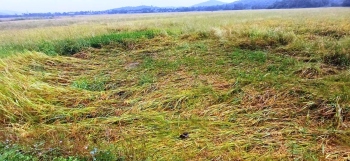 Rising paddy losses prompt call for hike in govt compensation