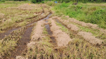 SPOTLIGHT | A harvest lost to climate volatility: Bardez farmers bear the brunt of October rains