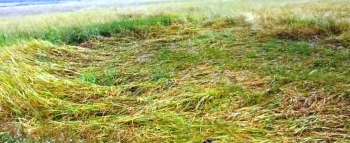 SPOTLIGHT | Curtorim farmers’ situation highlights need for realistic crop compensation in Goa