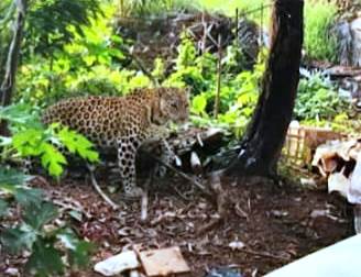 AI-generated leopard ‘sighting’ triggers panic in Fatorda
