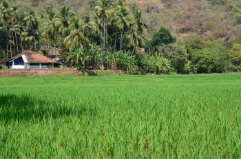 Agriculture: Year of policy shifts, climate challenges, farmer resilience