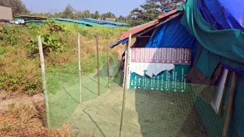 Morjim beach gets season’s first turtle nesting pit with 99 eggs