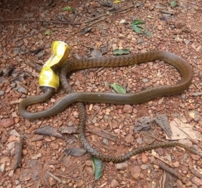 From trails to waterfalls, litter spreads across Goa’s natural landscapes