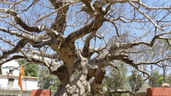 Legends surrounding the Parijaat tree