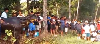 Horns locked, law sidelined; Sernabatim hosts bullfight