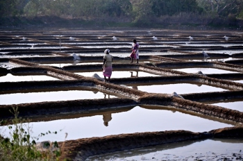 Goa’s vanishing salt pans: A tradition that barely breathes