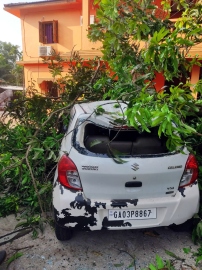 Car and shed damaged as tree collapses at Nanoda