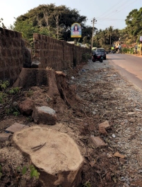 Outrage grows over Siolim midnight tree felling