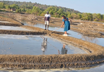 Each grain carries a story: Goa’s salt makers in changing times