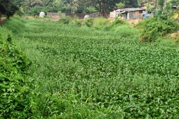 Sal de-weeding drive masks deeper drainage crisis