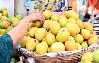 Mankurad to Ghontta, exploring Goa’s mango varieties