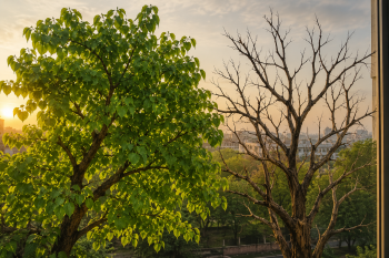 Bob's Banter: ﻿﻿Tale of two trees..!