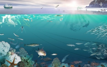 The Goan Everyday Effects Of Ocean Coastal Acidification On Marine Life The Goan Everyday Effects Of Ocean Coastal Acidification On Marine Life