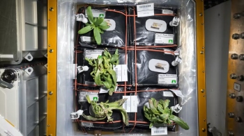 ﻿Over 100 yrs of Antarctic agriculture is helping scientists grow food in space