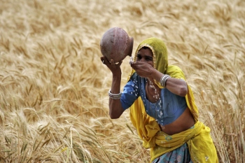 ﻿Intensifying heat waves threaten South Asia’s struggling farmers
