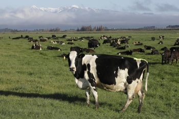Climate Change: ﻿New Zealand proposes taxing cow burps, angering farmers