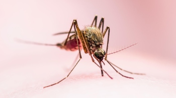 ﻿Are you a mosquito magnet? It could be your smell