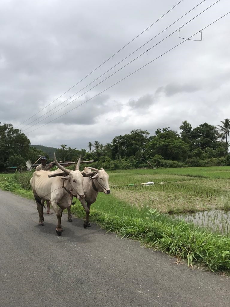 ﻿Recalling the monsoon life in the village of Utorda