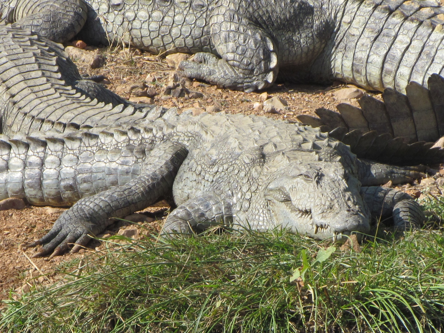 ﻿Mugger: The neglected crocodile of Goa