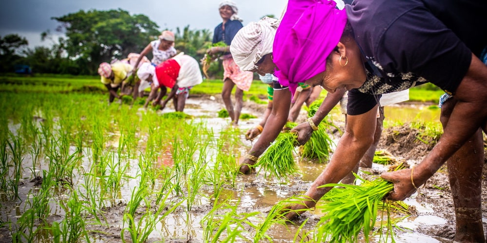 ﻿AGRI POLICY: SOWING SEEDS OF HOPE