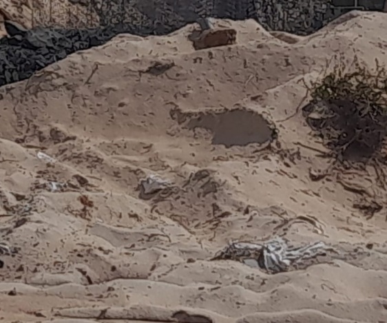 Resort ordered to stop restoration work at Sernabatim beach by biodiversity board