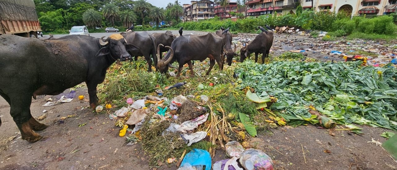 Second in Goa, 296th in India: Margao's Swachh Survekshan scores spark concern