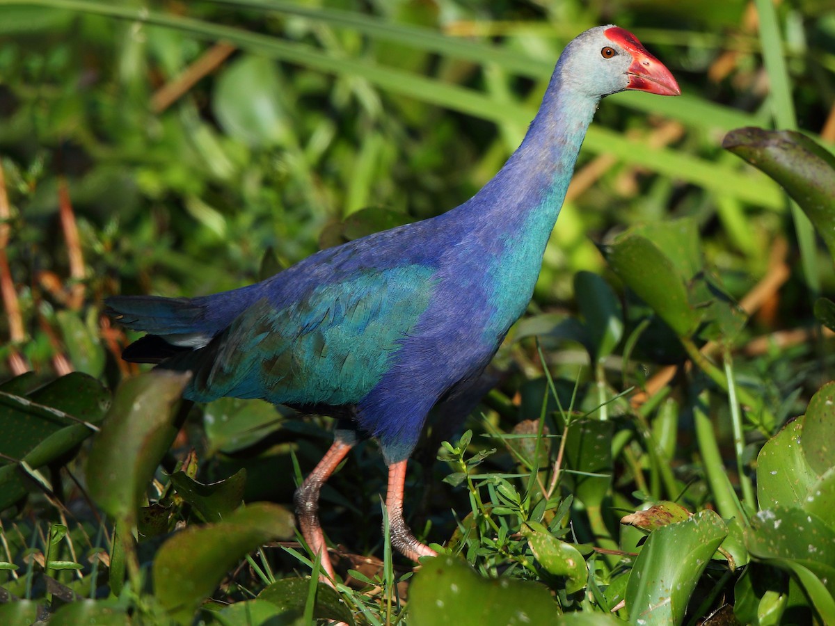 ﻿The purple panic in our paddy fields