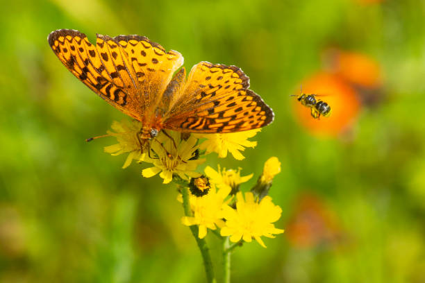 ﻿Pollinators: Persistence through peril