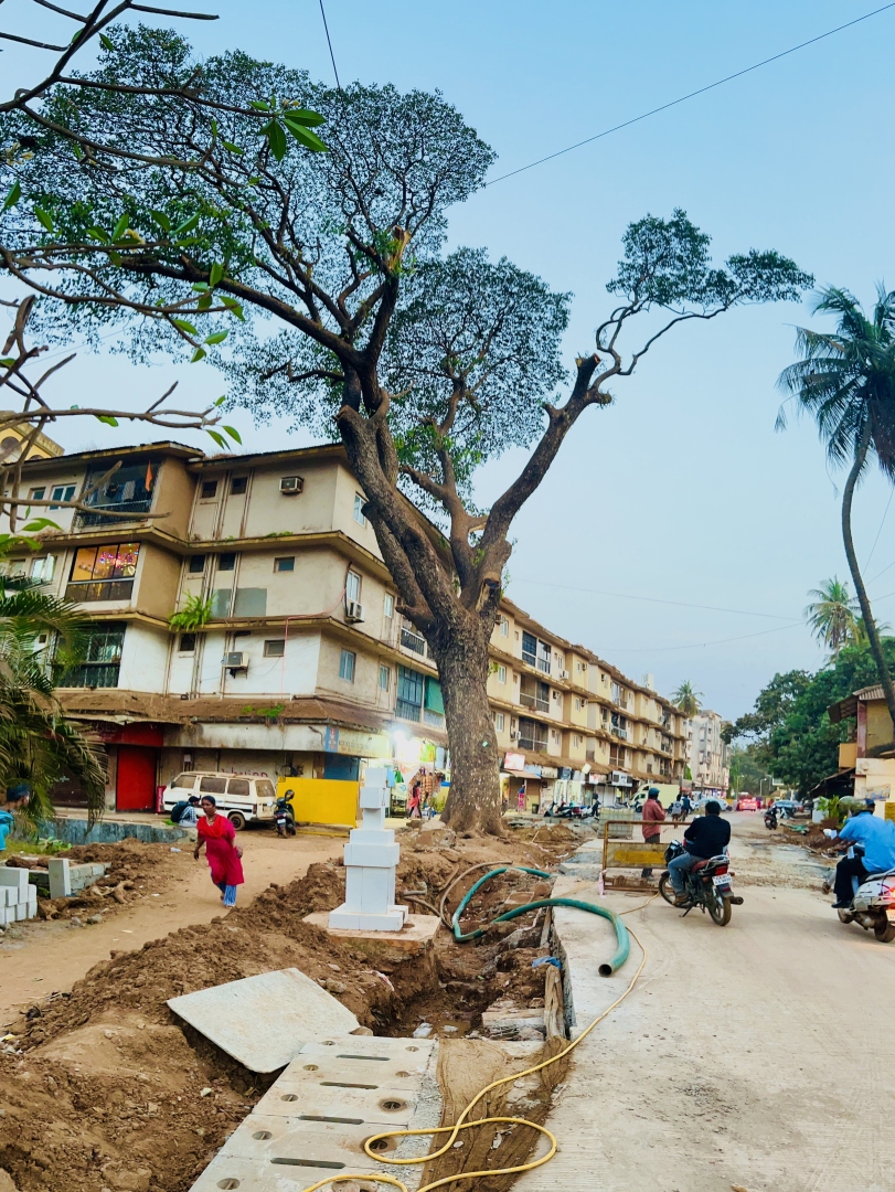 ﻿Forest Dept allows translocation of Banyan tree, axing of rain tree