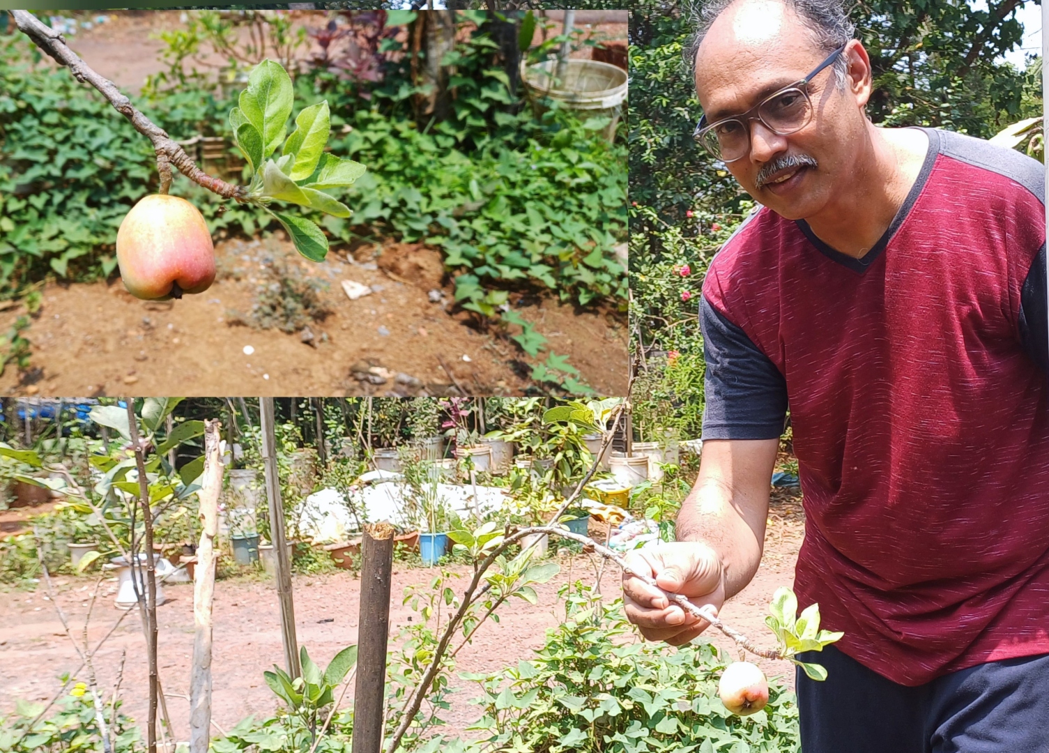 Welcome to Mendes farm at Raia   where apples are being grown