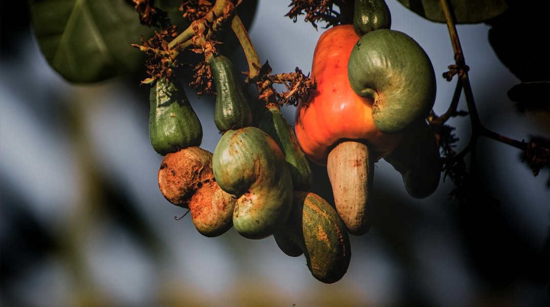 ﻿Cashew production hit by 50%, farmers seek relief