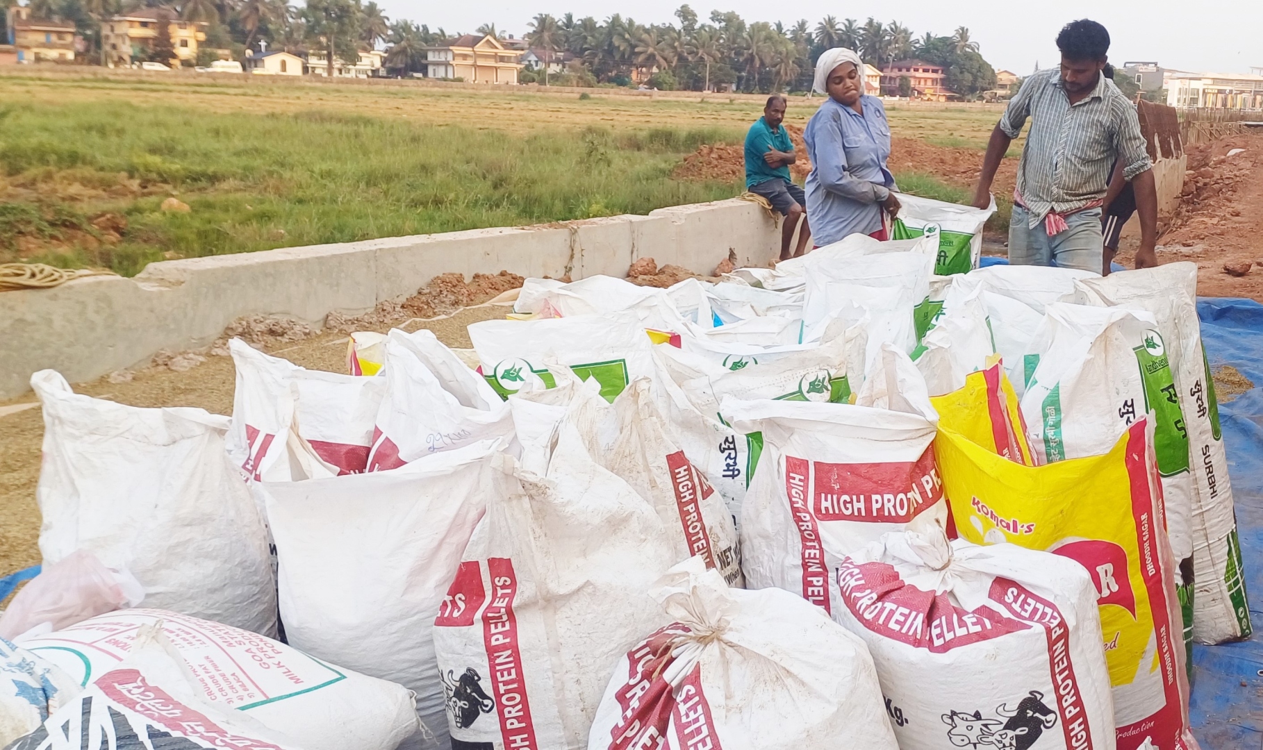 Benaulim farmers reap rich harvest near Tolleaband lake