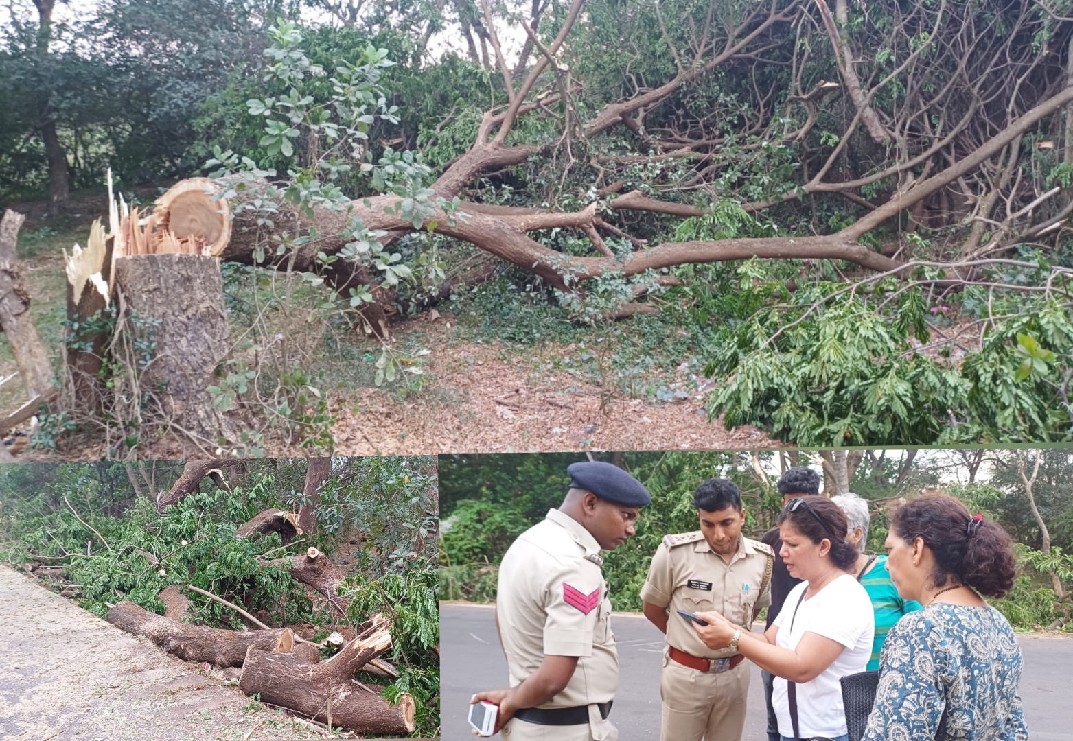 Activists decry felling   of trees in Margao   instead of trimming