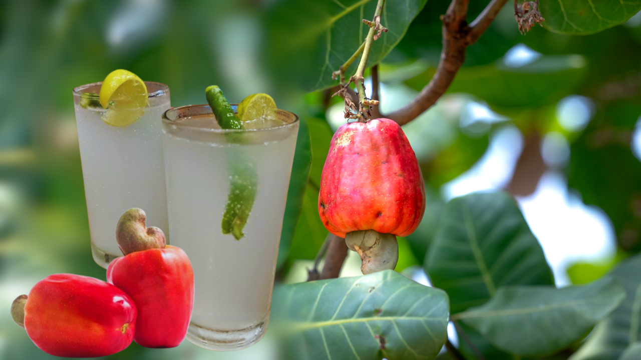 Goa seeks GI tag for Urrak to elevate cashew distillates to premium status